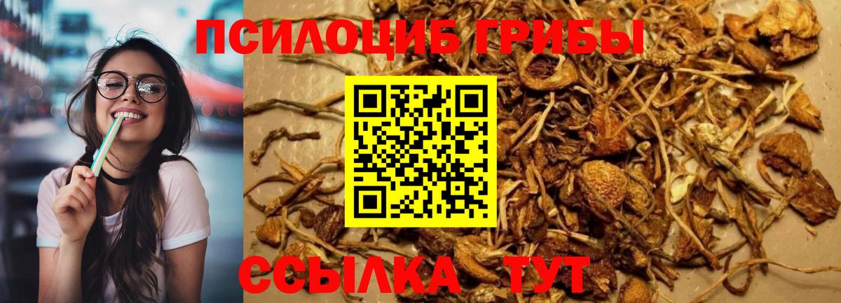 Псилоцибиновые грибы мицелий  Вход с VPN  Галлюциногенные грибы Cubensis  Всеволожск 